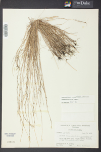 Aristida longespica var. longespica image