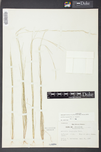 Aristida longespica image