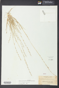 Aristida longespica var. longespica image