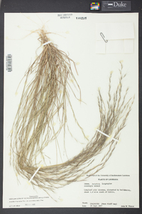 Aristida longespica image