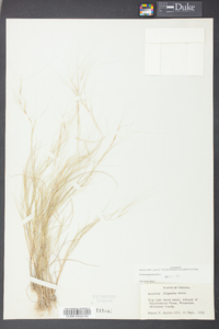 Aristida oligantha image