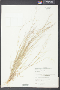 Aristida oligantha image