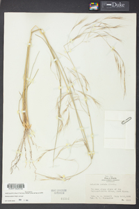 Aristida patula image