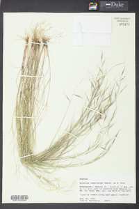 Aristida ramosissima image