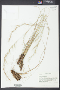 Aristida rhizomophora image