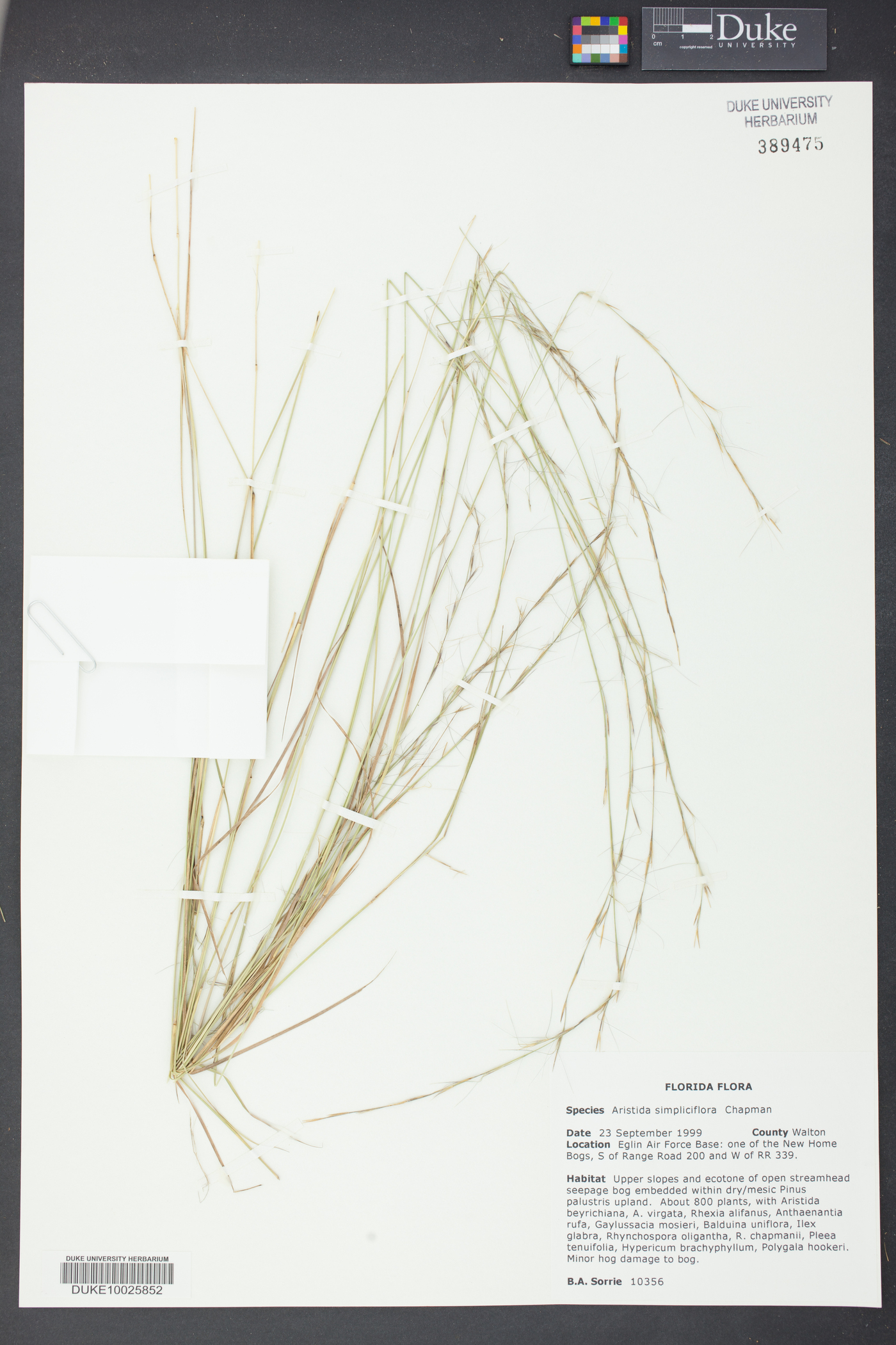 Aristida simpliciflora image
