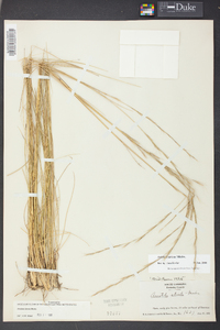 Aristida stricta image