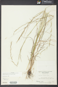 Aristida virgata image