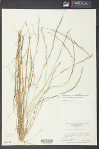 Aristida virgata image