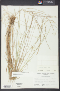 Aristida virgata image