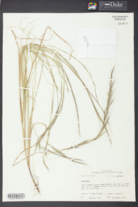 Aristida purpurascens image