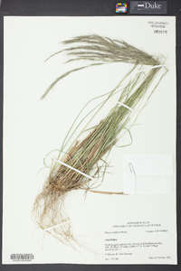 Aristida purpurascens image