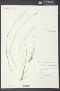 Danthonia compressa image