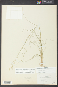 Danthonia compressa image