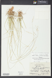 Danthonia compressa image