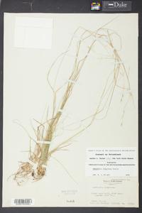 Danthonia compressa image