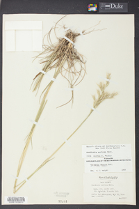 Danthonia sericea image