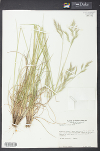 Danthonia sericea image