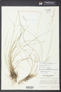 Danthonia sericea image