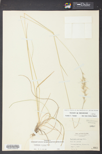 Danthonia sericea image