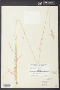 Danthonia sericea image