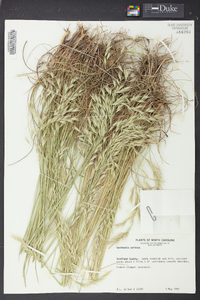 Danthonia sericea image