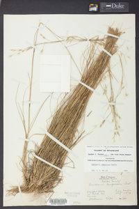 Danthonia compressa image