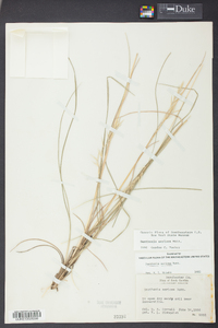 Danthonia sericea image