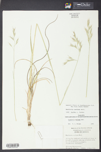 Danthonia sericea image