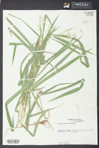 Leersia lenticularis image