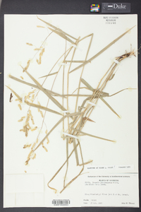 Leersia lenticularis image