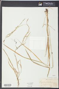 Image of Luziola alabamensis