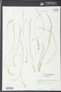 Agrostis elliottiana image