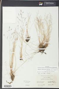 Agrostis elliottiana image