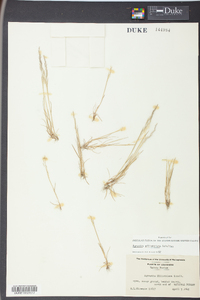 Agrostis elliottiana image