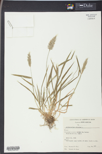 Anthoxanthum odoratum image