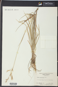 Bromus catharticus image