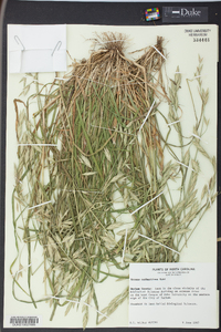 Bromus catharticus image