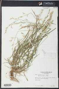 Bromus catharticus image