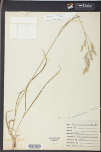 Bromus catharticus image