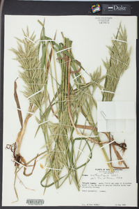 Bromus catharticus image