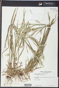 Bromus catharticus image