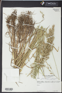 Bromus commutatus image