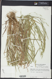 Bromus commutatus image