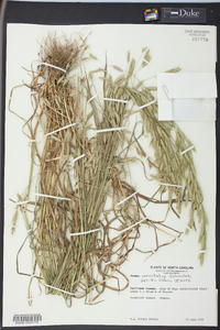 Bromus commutatus image