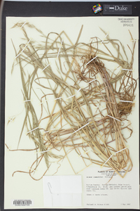 Bromus commutatus image