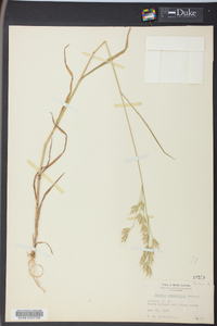 Bromus commutatus image