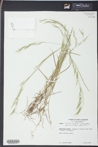 Bromus commutatus image