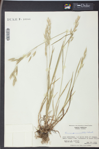 Bromus commutatus image