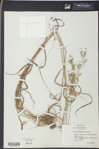 Bromus commutatus image